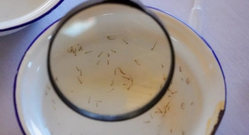 Dengue: Saúde dá orientações diante do aumento nos casos da doença